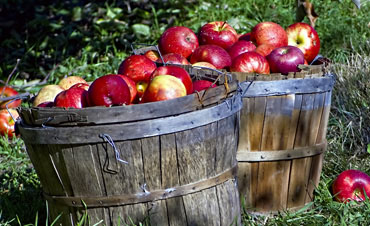 Applecrest Farm Orchard